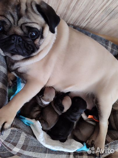 Щенки мопса