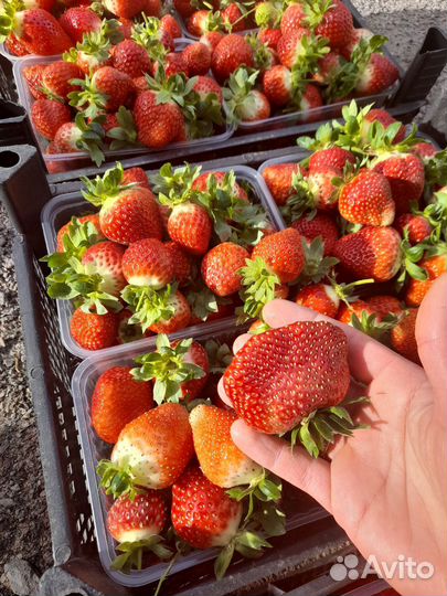 Рассада клубники