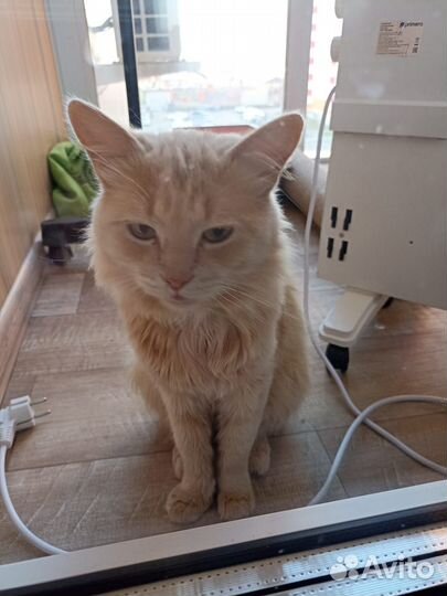 Кот в добрые руки