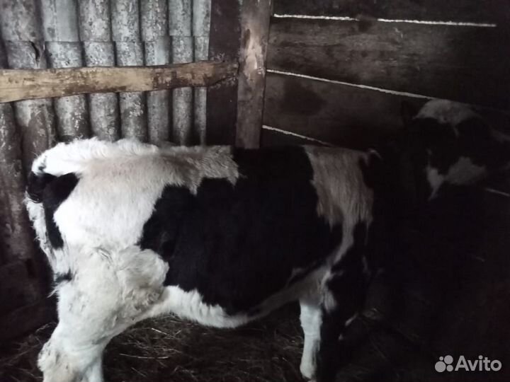 Телка 1,5 месяца