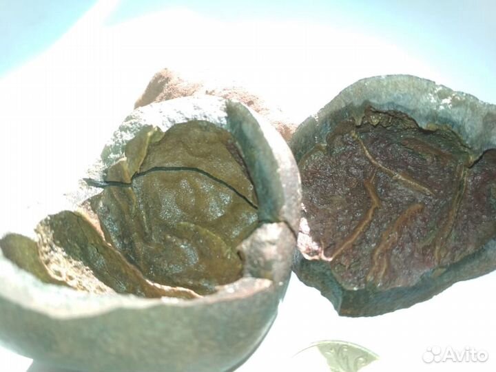 Окаменевший плод