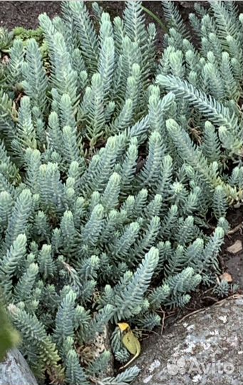 Очиток Голубой отогнутый