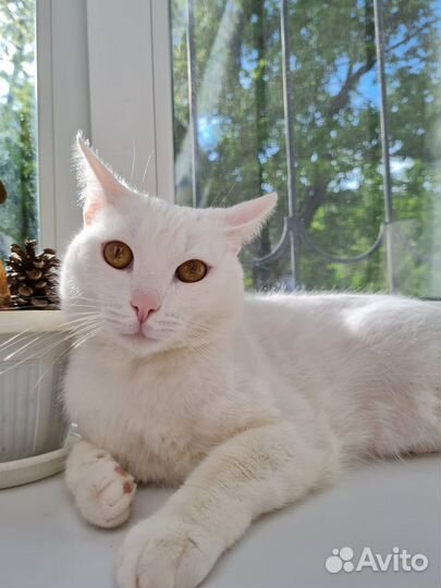 Кот бесплатно