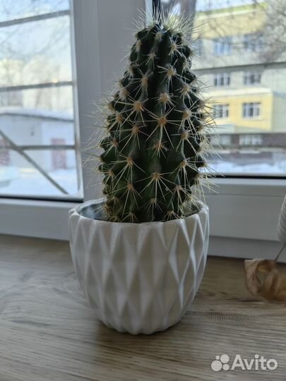 Цветы комнатные