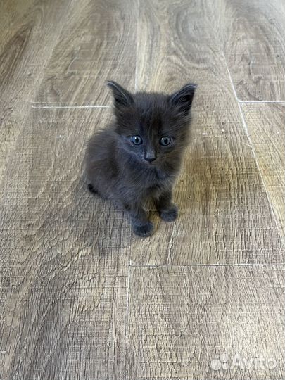 Отдам котенка