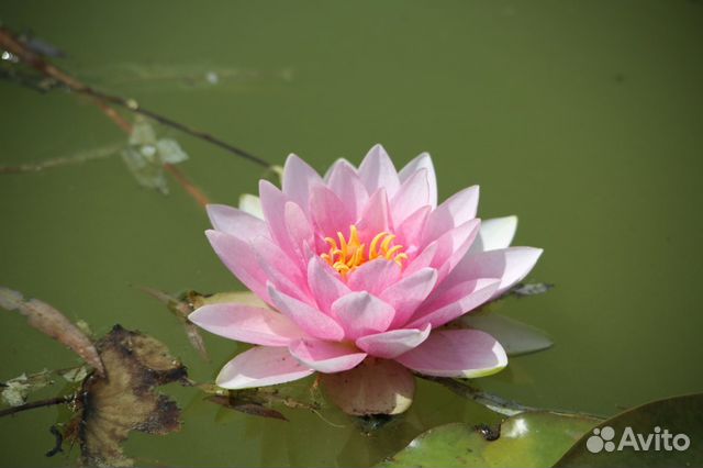 Нимфея Розовая-махровая / Бело-розовая - Июль