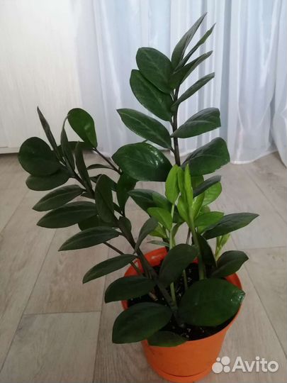 Замиокулькас