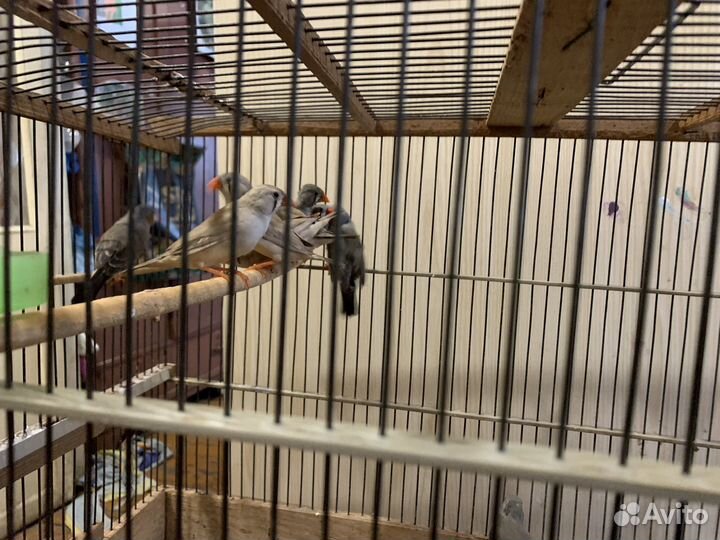 Попугаи волнистые, кореллы и амадины