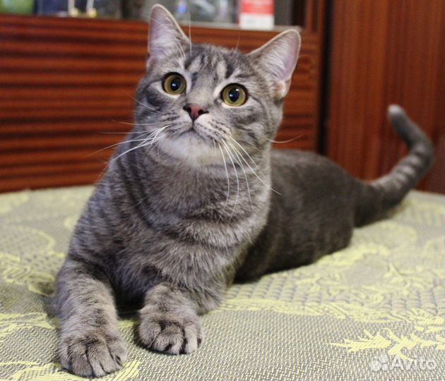 Котик Вениамин ищет свою Семью