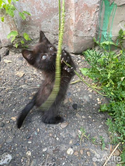 Котёнок 1,5 месяца в добрые руки