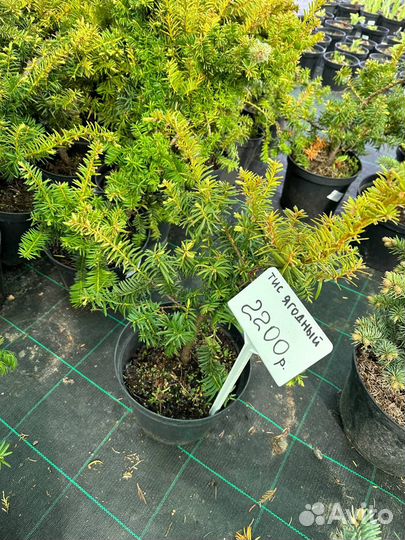 Тис ягодный 