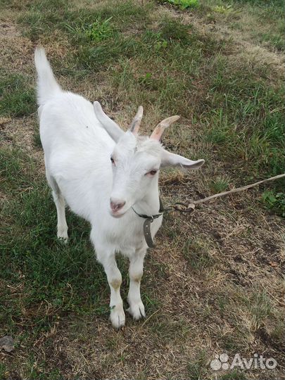 Козлята