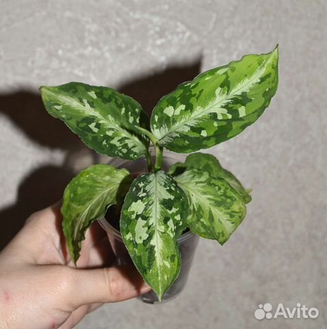 Антуриум Кларинервиум