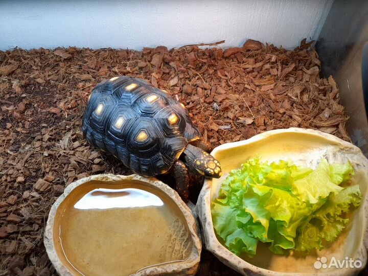 Угольная черепаха