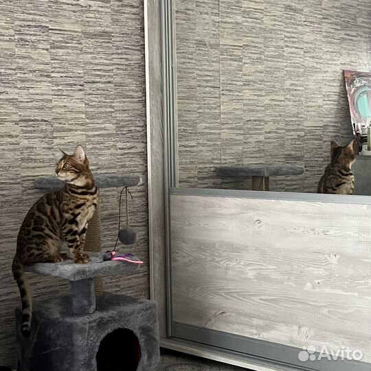 Котята бенгалы