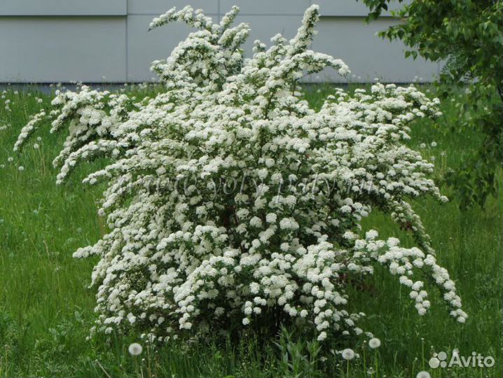 Спирея Вангутта