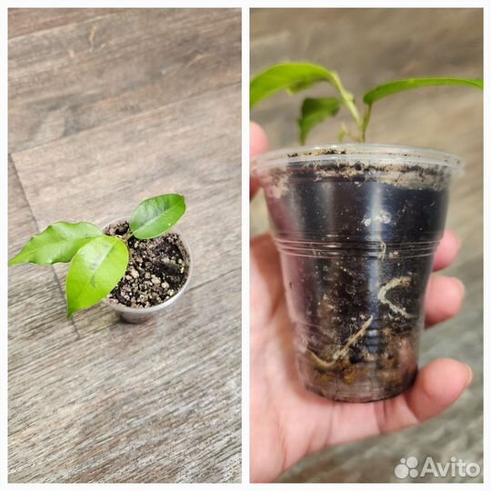 Набор коллекционных фикусов 9 шт