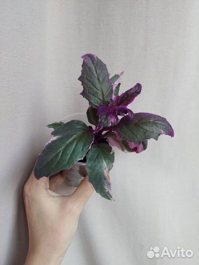 Комнатные растения