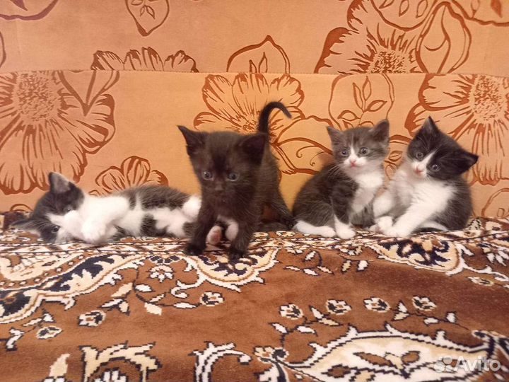 Отдам котят в добрые руки