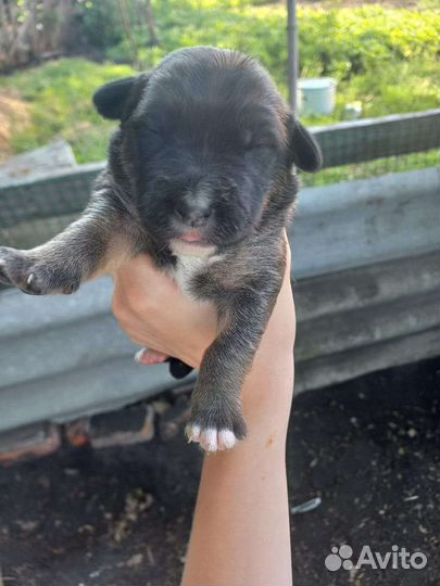 Щенок в хорошие руки