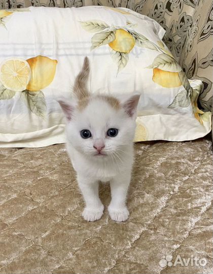 Британский котёнок мальчик