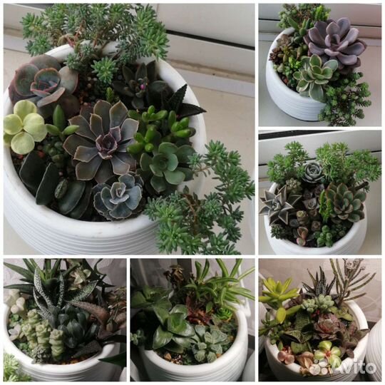 Комнатные растения