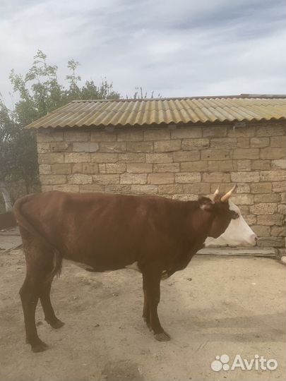 Телка тельная