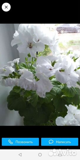 Пеларгония герань