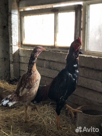 Бойцовые петухи