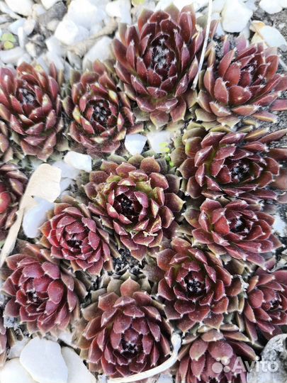 Набор из 10 разных видов Каменных роз или молодило