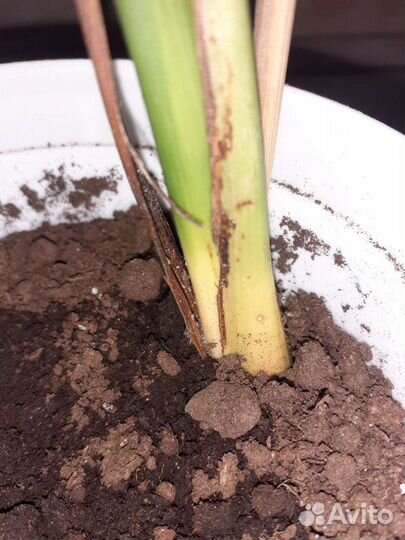 Финиковая пальма