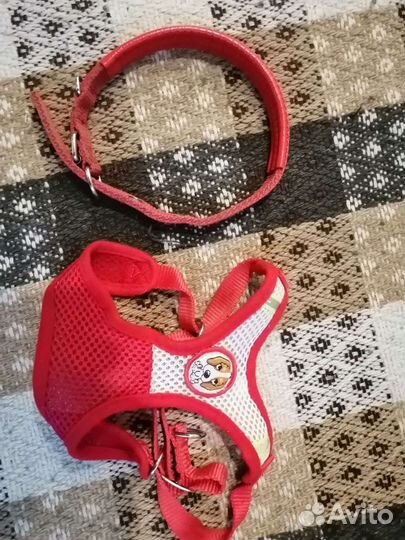 Ошейник и шлейка