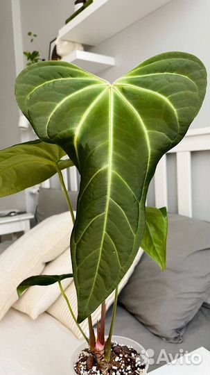 Anthurium hydrid. Cuyabeno Soul x Forgetii WS