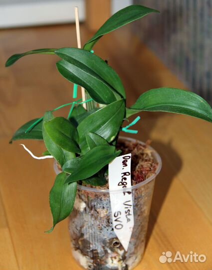 Дендробиум Regal Vista