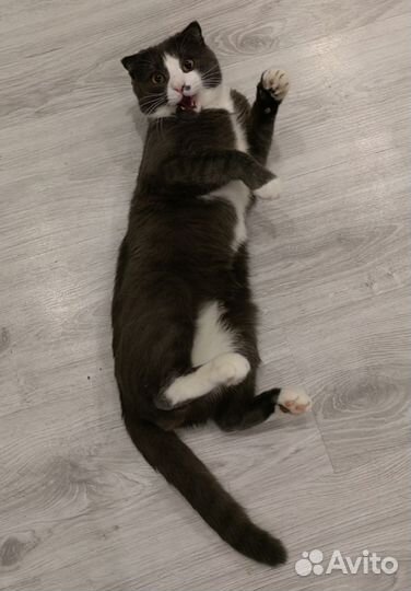 Британский вислоухий кот