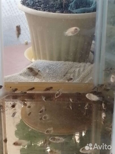 Аквариумные рыбки отдам бесплатно