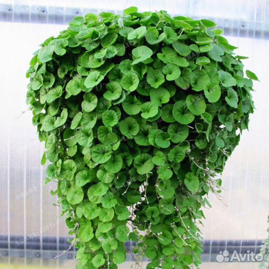 Каллизии, дихондра, вариегатные будра, плектрантус