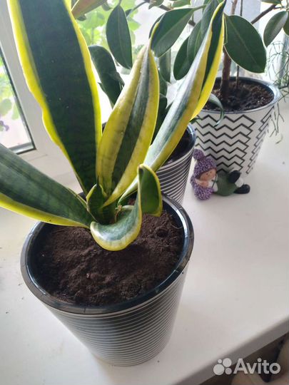 Хлорофитум