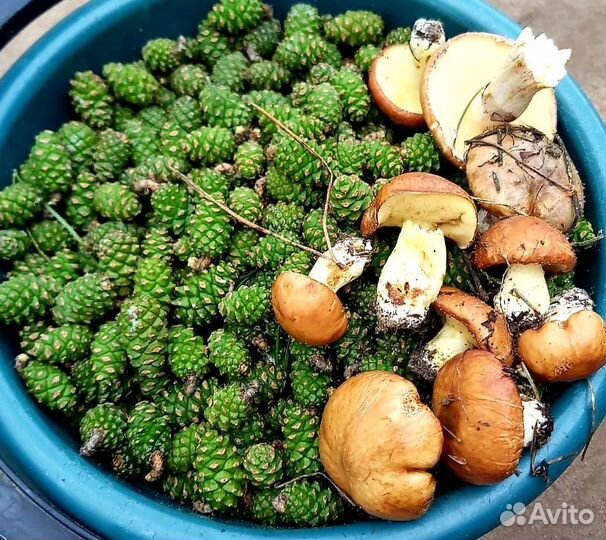 Варенье из сосновых шишек урожай 2023