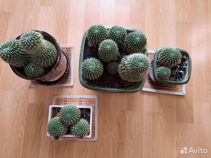 Керамических плошки с цветами