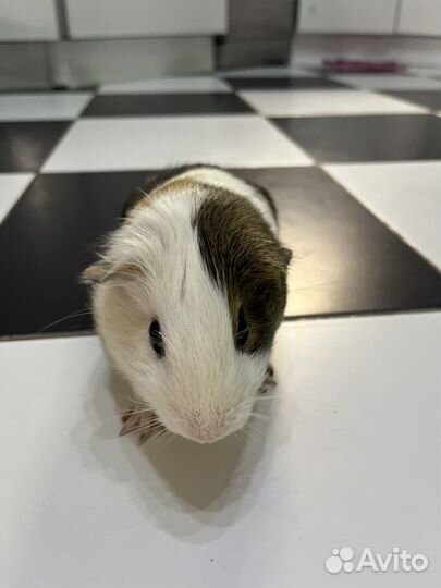 Морская свинка бесплатно