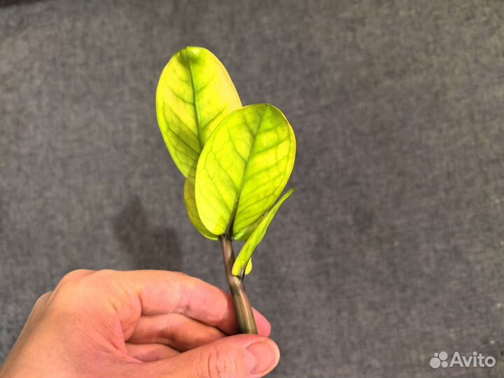 Замиокулькас Big round leaf Gold