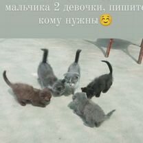 Котята отдам в добрые руки бесплатно