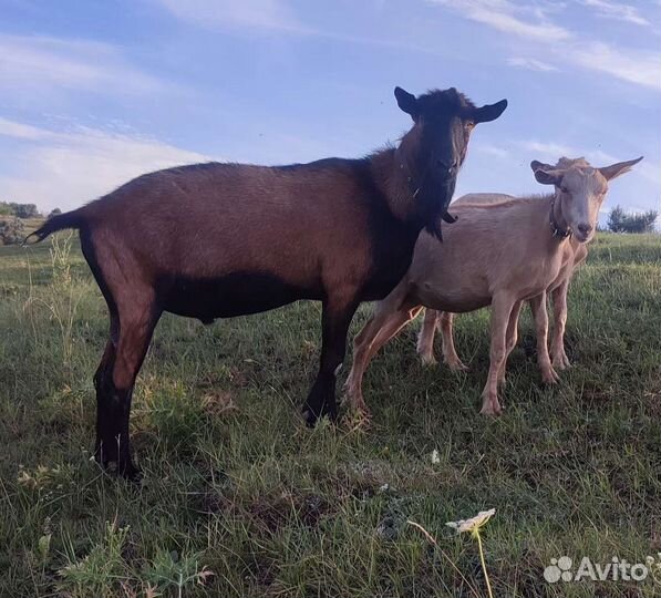 Чешские козы
