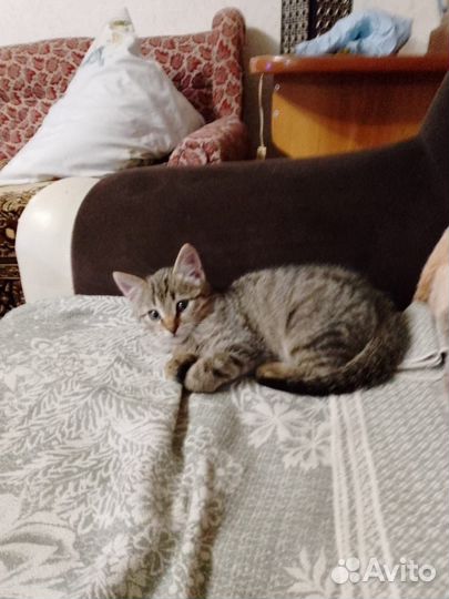 Отдается котенок