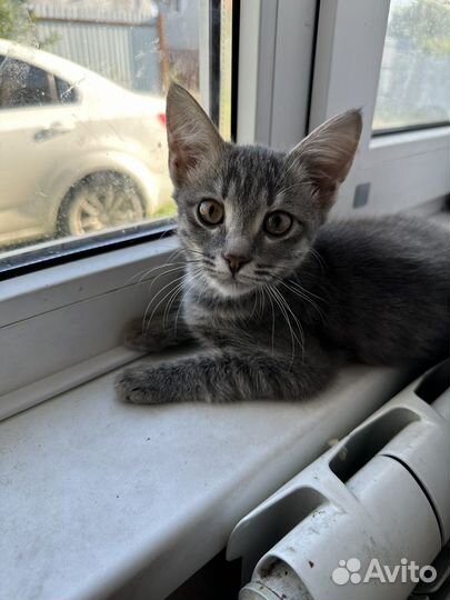Кошка