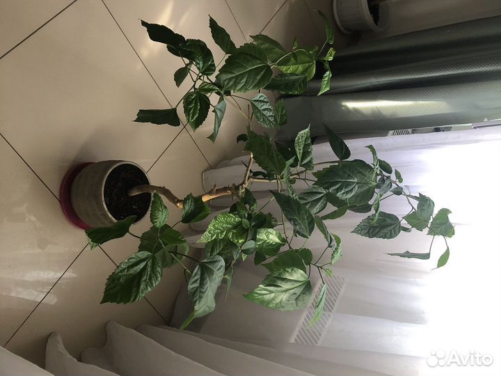 Гибискус махровый красный