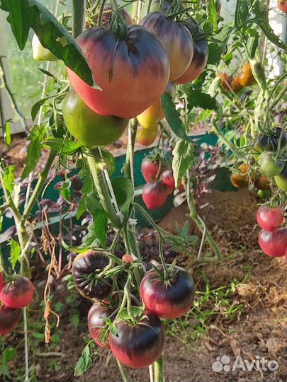 Семена сортовых томатов