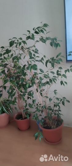 Продам цветы комнатные