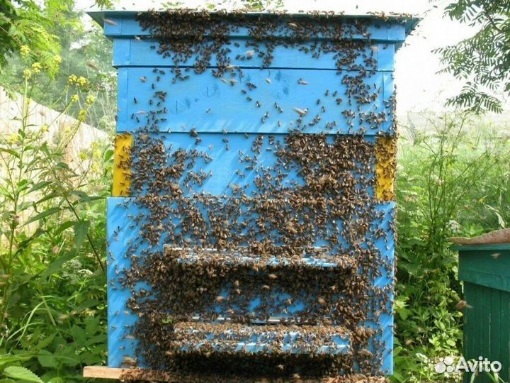 Продам пчелосемьи